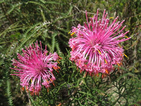 Image of Isopogon formosus R. Br.