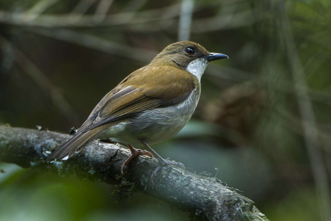 Plancia ëd Chamaetylas choloensis (Sclater & WL 1927)