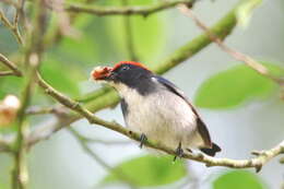 Image of Scarlet-backed Flowerpecker