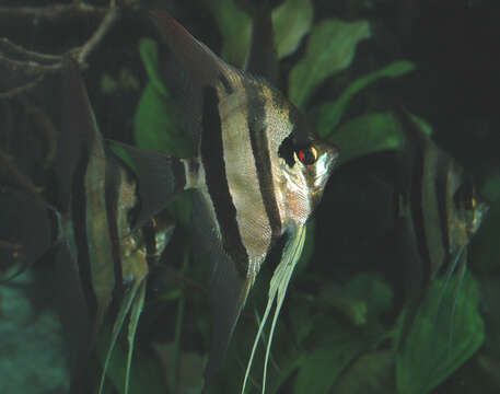 Image of freshwater angelfish