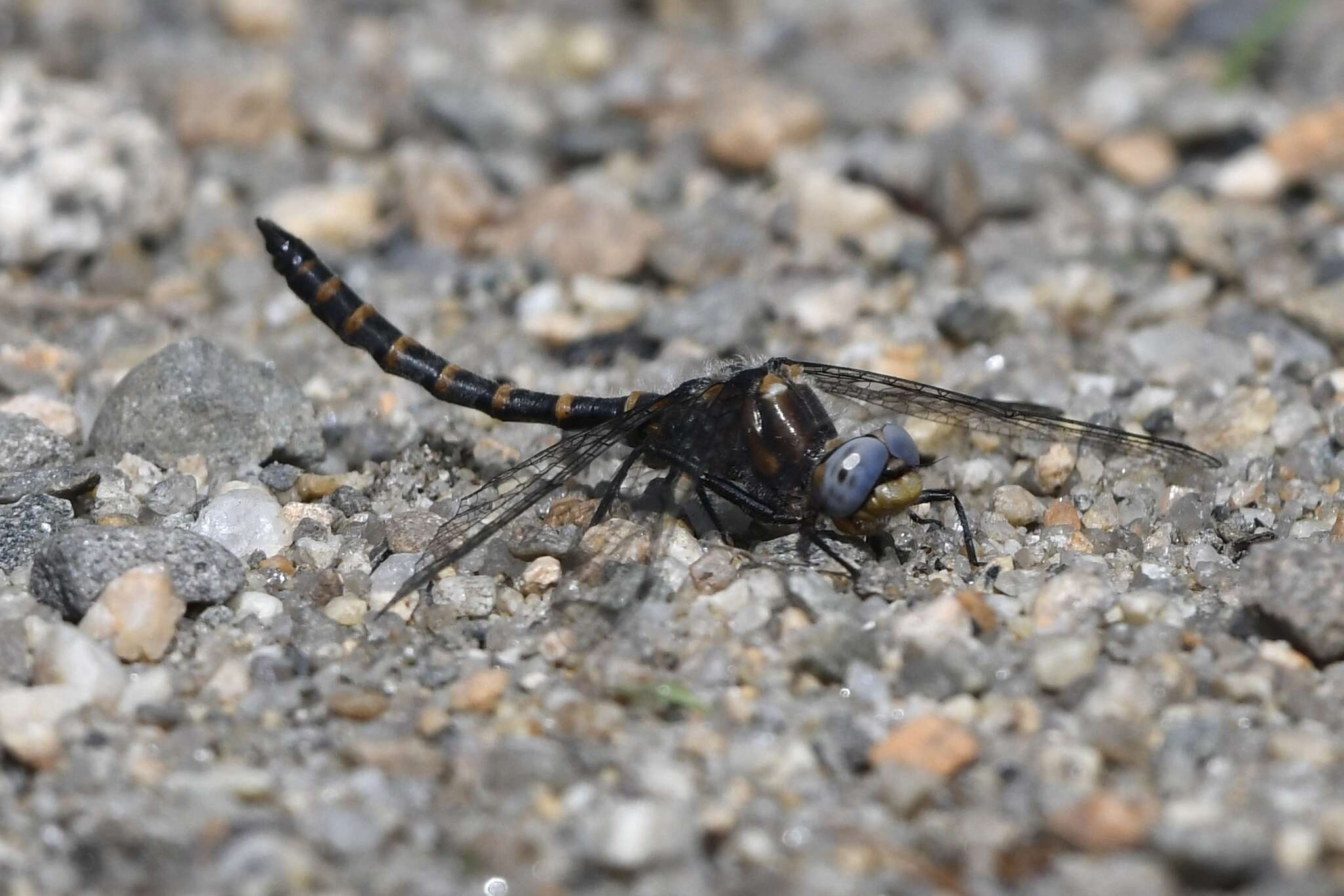 Image of Williamsonia lintneri (Hagen ex Selys 1878)