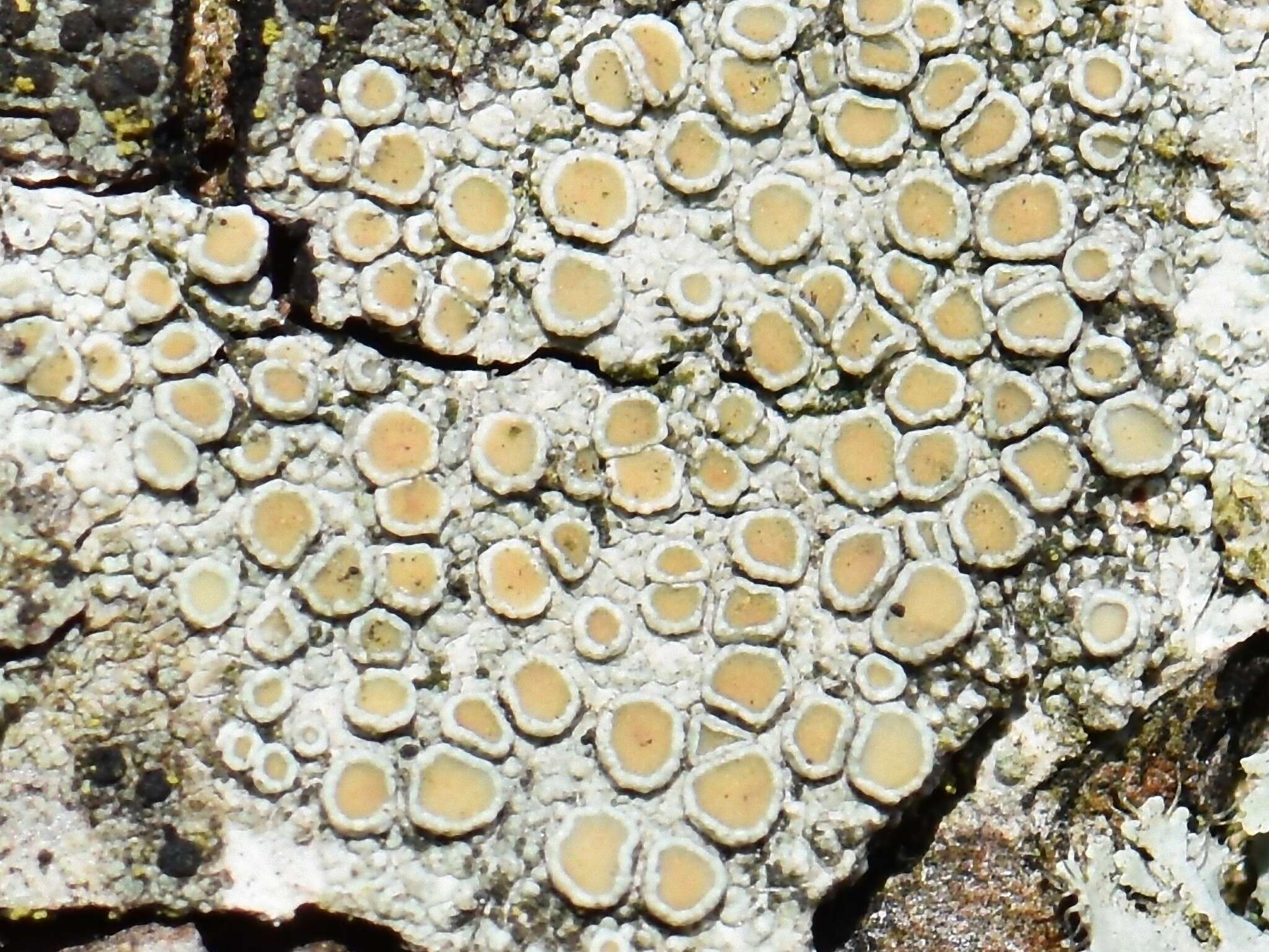 Imagem de Lecanora chlarotera Nyl.