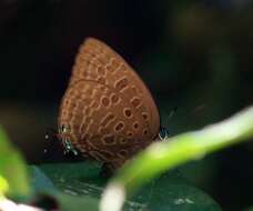 Image of Arhopala aedias (Hewitson 1862)