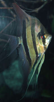 Image of freshwater angelfish