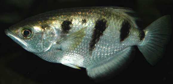 Image of Banded Archerfish