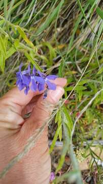 Image of Apache lobelia