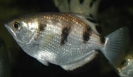 Image of Banded Archerfish