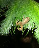 Image of Caretta Robber Frog