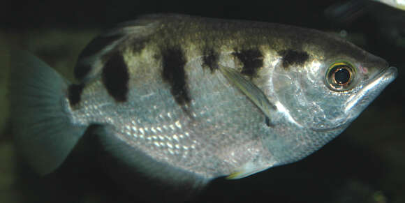 Image of Banded Archerfish