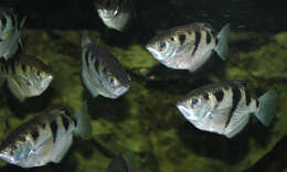 Image of Banded Archerfish