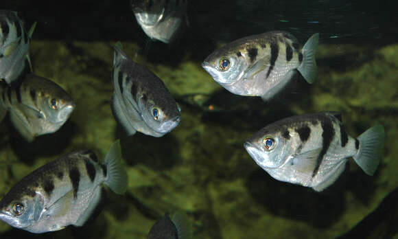 Image of Banded Archerfish