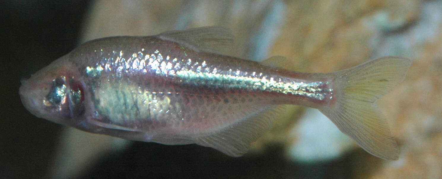 Image of Mexican Tetra