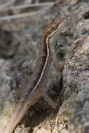 Image of Grass Anole