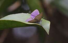 Imagem de Anthene lycaenoides (Felder 1860)