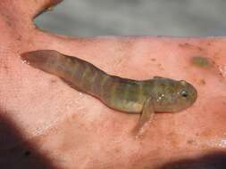 Image of Naked Goby