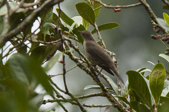 Turdus plebejus Cabanis 1861的圖片