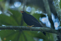 Image of Glossy-black Thrush