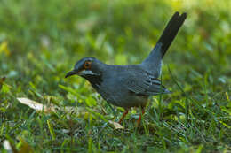 Image of Red-legged Thrush