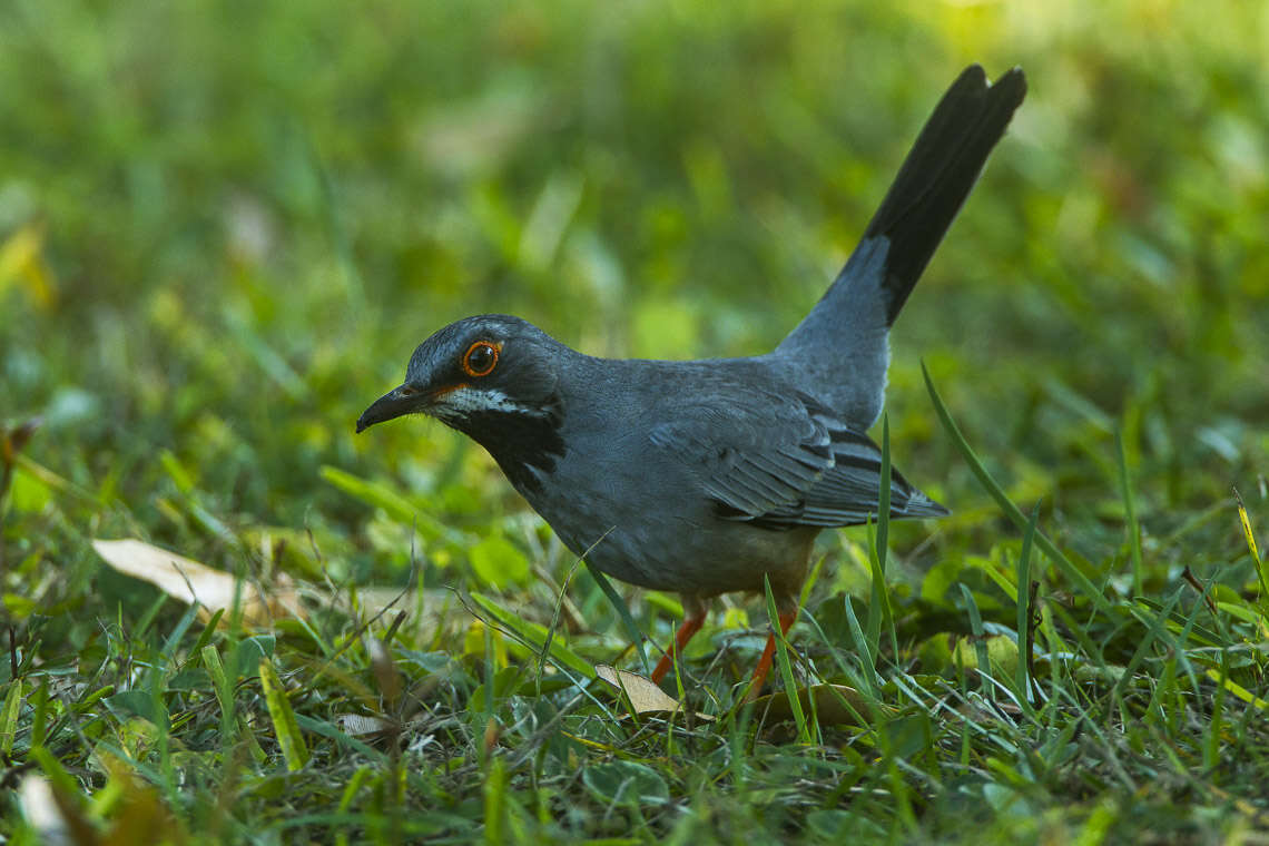 Image of Red-legged Thrush