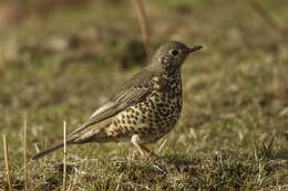 Image of Mistle Thrush