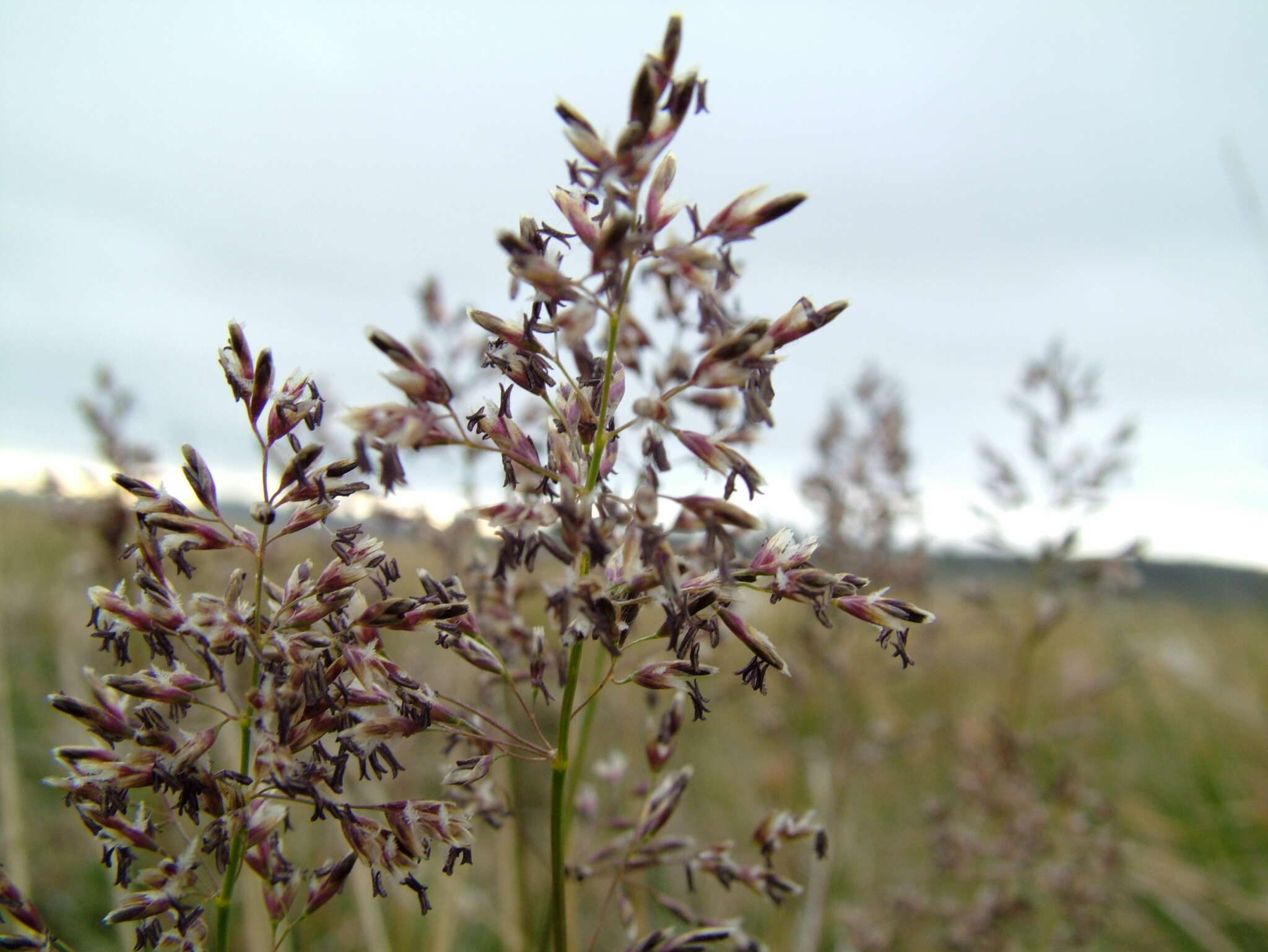 Image of Deschampsia cespitosa subsp. glauca (Hartm.) Tzvelev