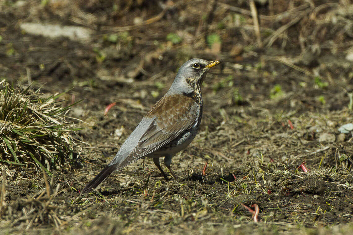 Image of Fieldfare