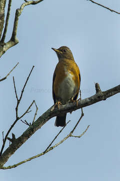 Image of Brown-headed Thrush