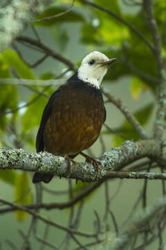 Image of Island Thrush