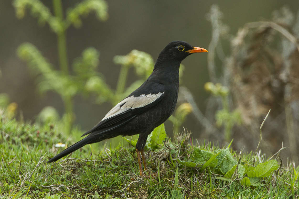 Image of Grey-winged Blackbird