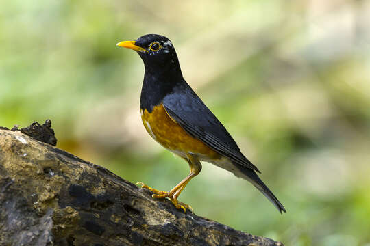 Image of Black-breasted Thrush