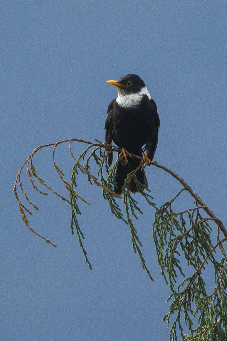 Image of White-collared Blackbird