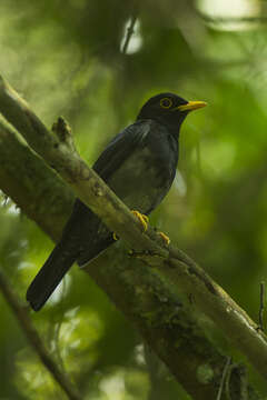 Image of Yellow-legged Thrush