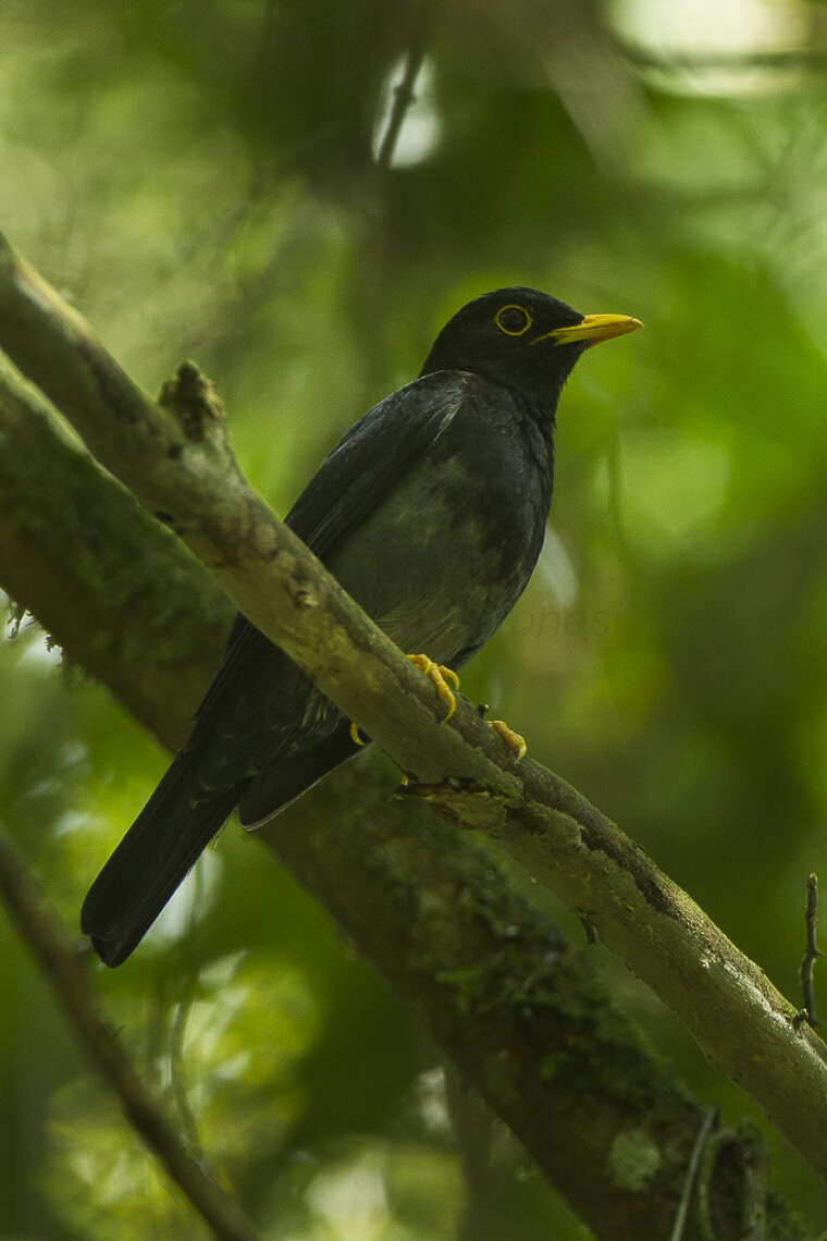 Plancia ëd Turdus flavipes Vieillot 1818