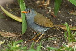 Image of Orange-billed Nightingale-Thrush