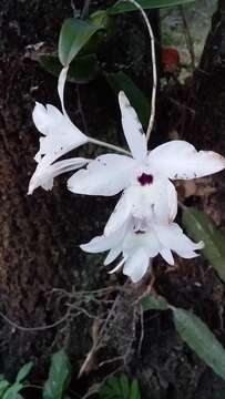 Plancia ëd Laelia rubescens Lindl.