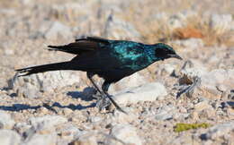 Image of Burchell's Glossy-Starling