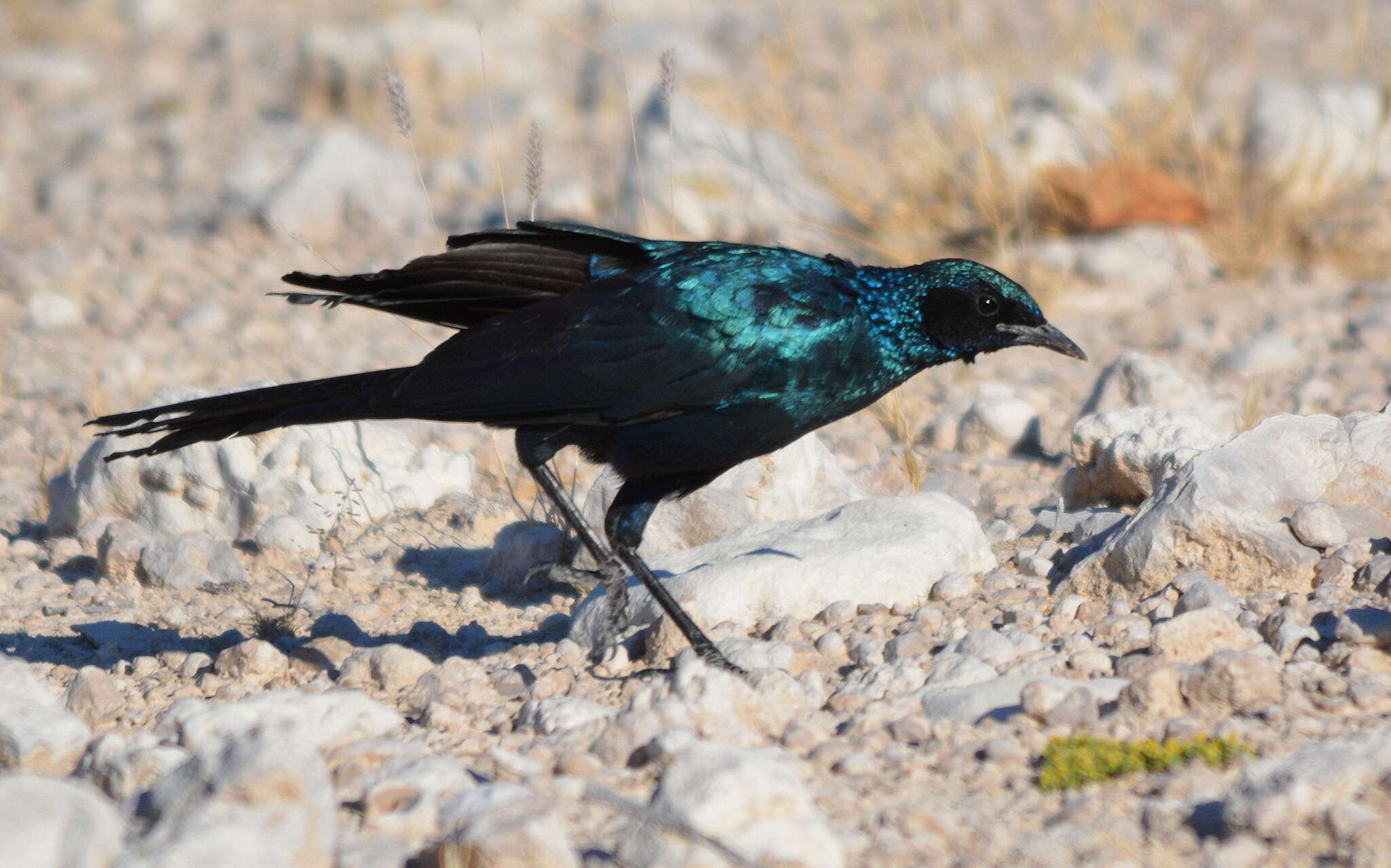 Image of Burchell's Glossy-Starling