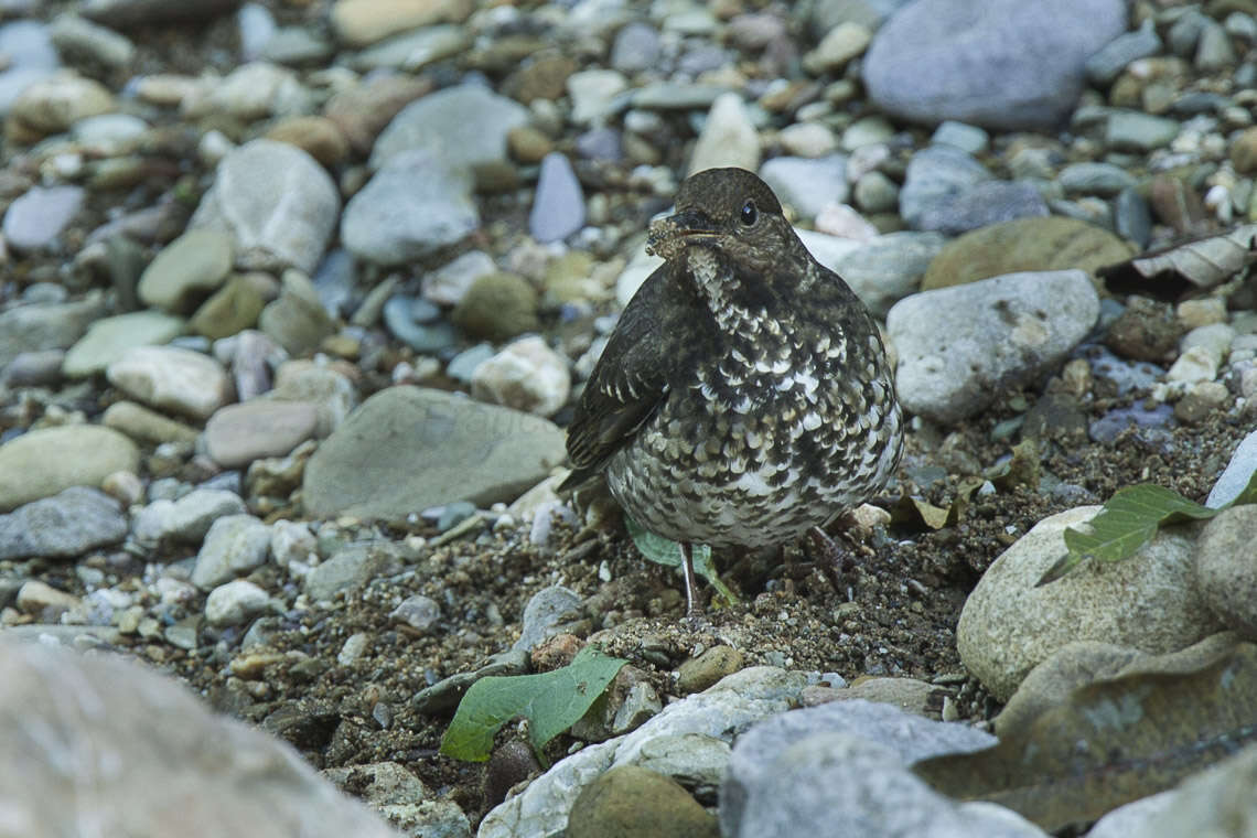 Image of Long-billed Thrush