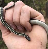 صورة Thamnophis proximus proximus (Say ex James 1823)