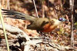 Image of Giant Coua