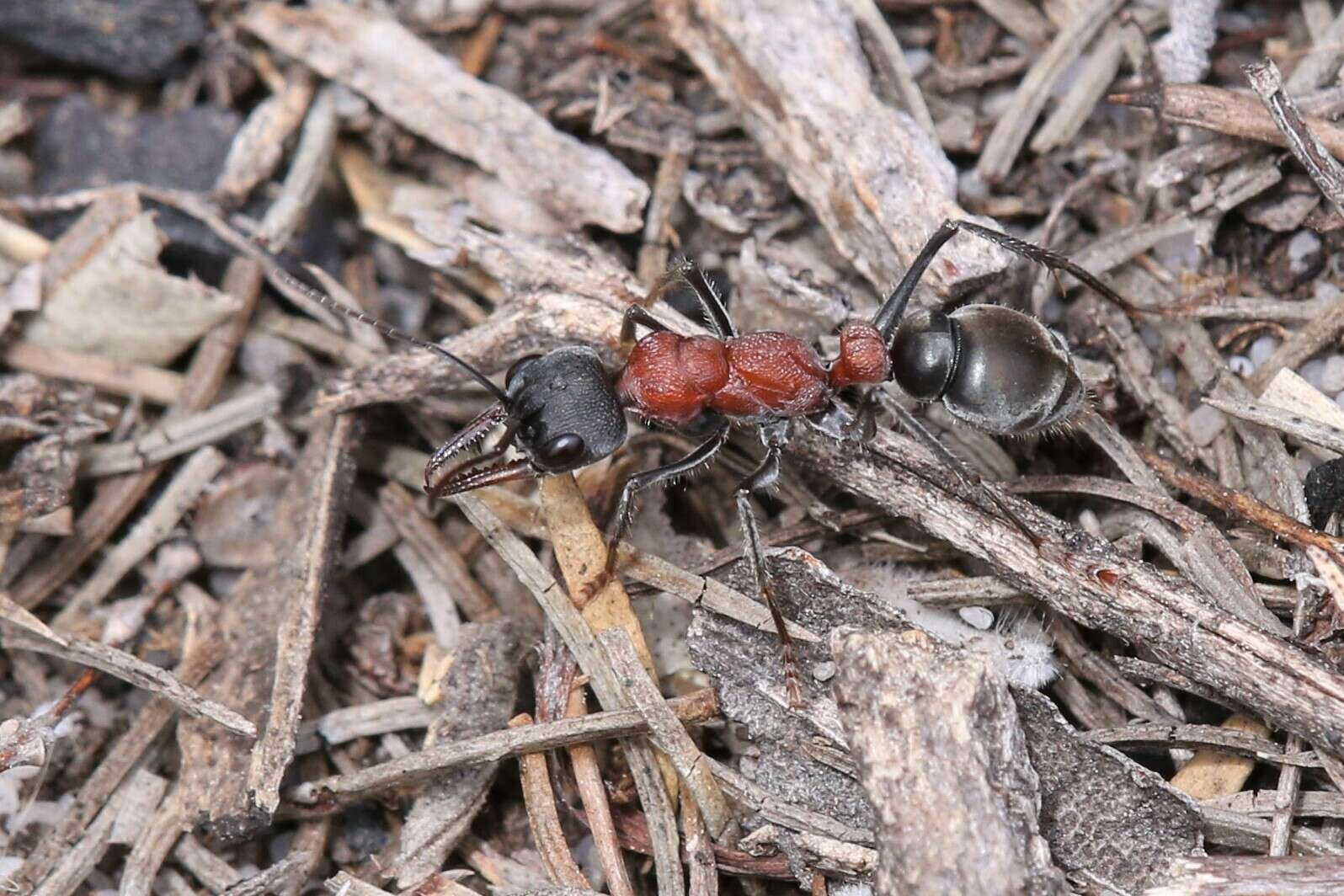 Image of Myrmecia ludlowi Crawley 1922