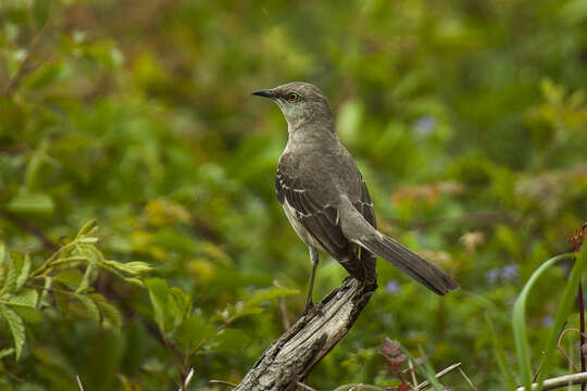 Image of Northern Mockingbird