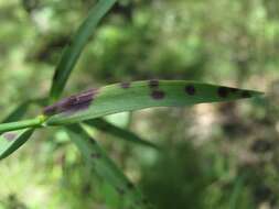 Image of Dianthus caucaseus Sims