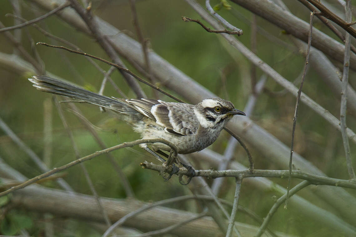 Image of Long-tailed Mockingbird