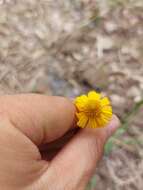 Image de Helenium amphibolum