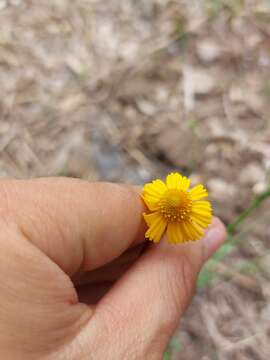 Image of Helenium amphibolum