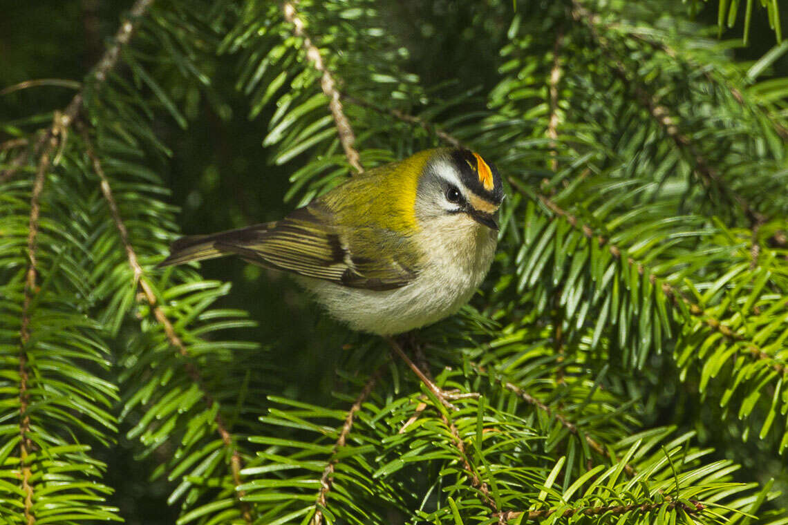 Image of Common Firecrest