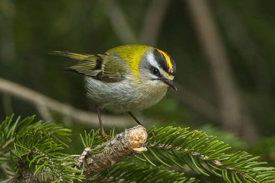 Image of Common Firecrest