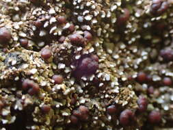 Image of Pacific fishscale lichen