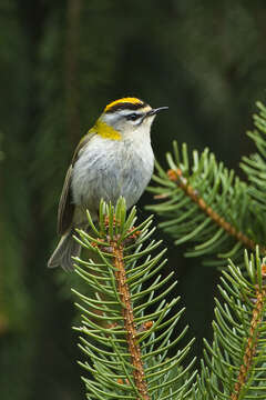 Image of Common Firecrest